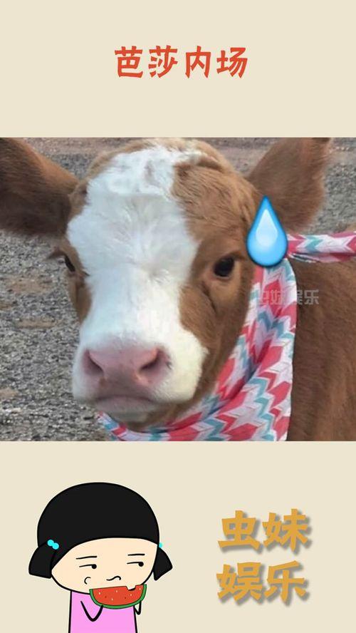 娱乐吃瓜酱大鹅